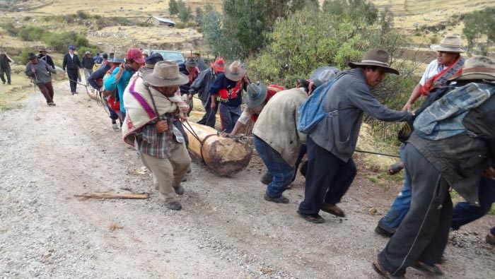 Declaran Patrimonio Cultural de la Nación la faena festiva de tala y traslado de troncos “Kurku Haily